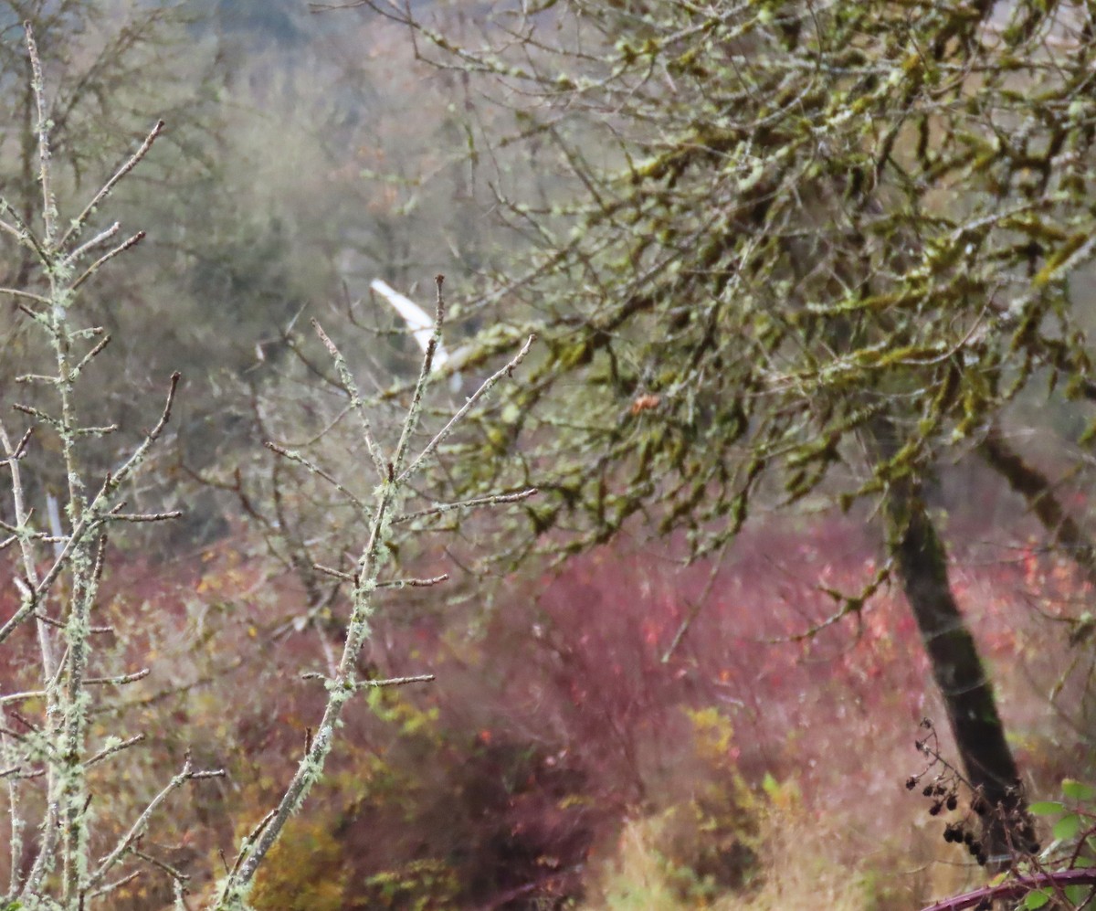 大白鷺 - ML645485404