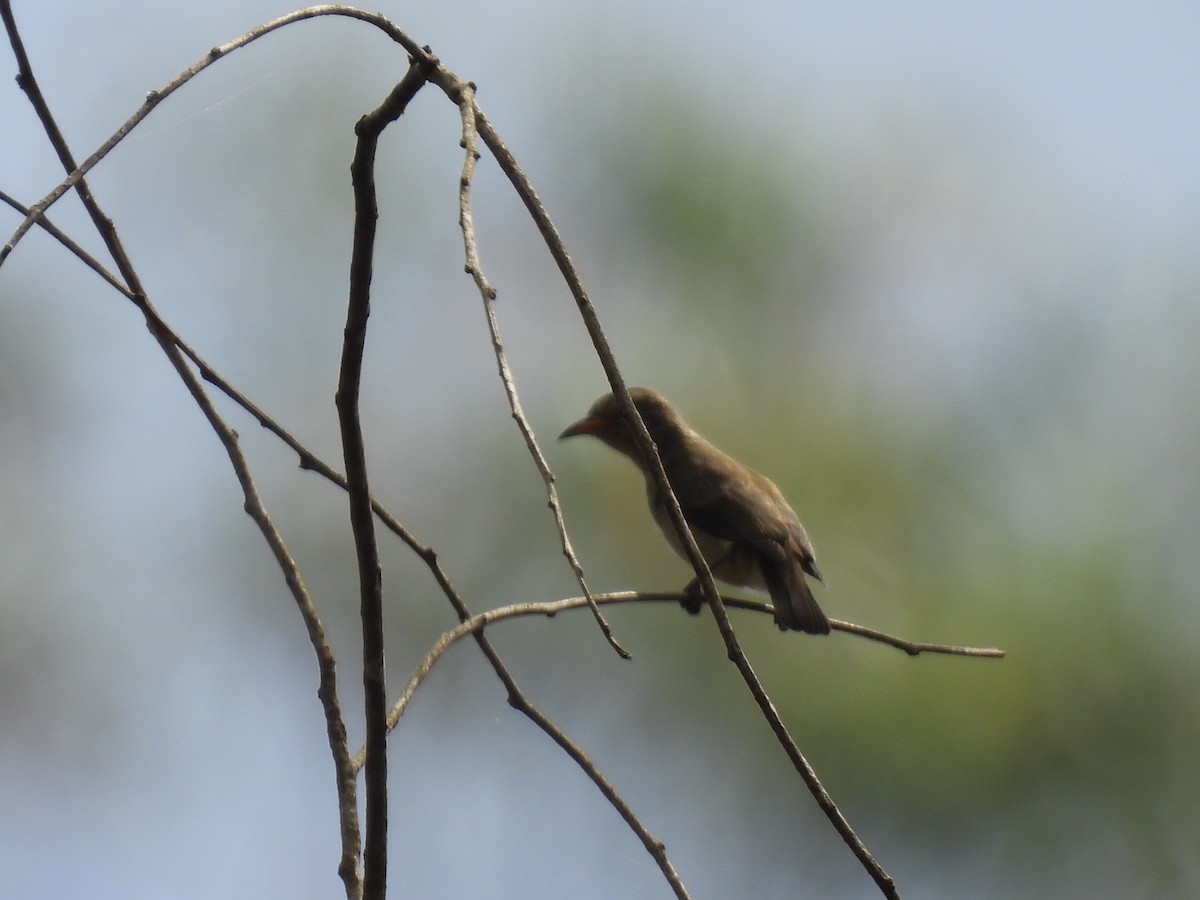 Pale-billed Flowerpecker - ML645485405