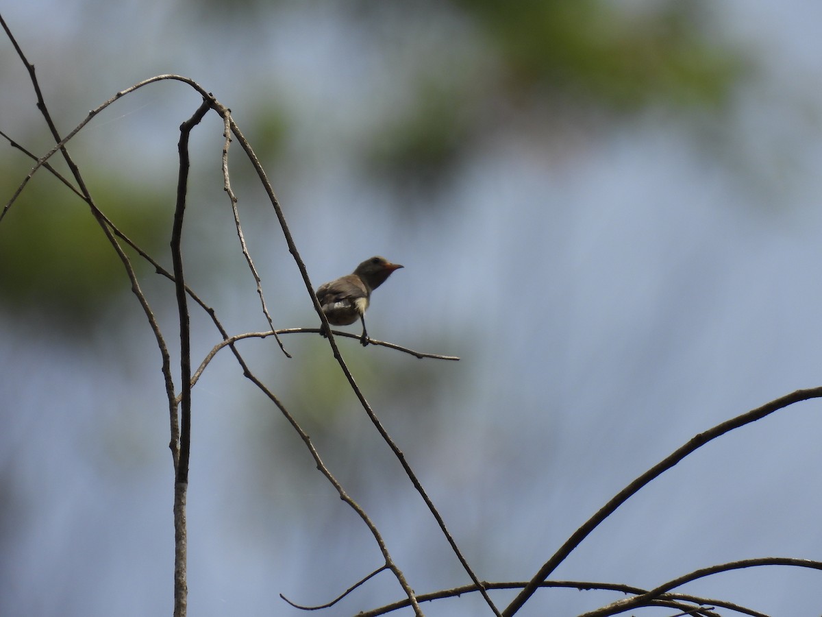 Pale-billed Flowerpecker - ML645485406