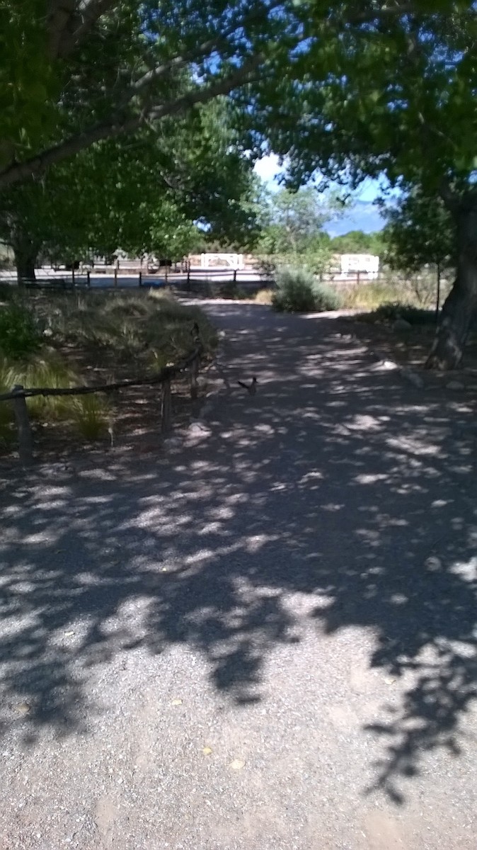 Greater Roadrunner - ML645485407