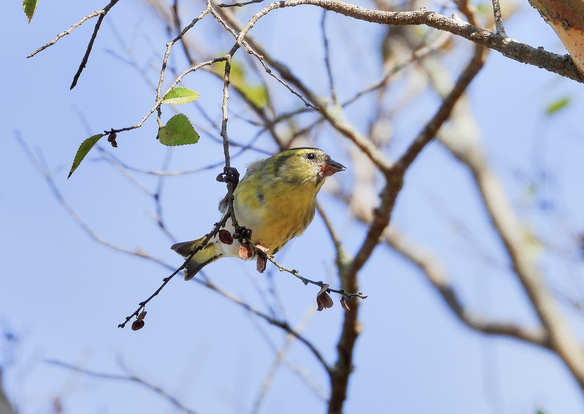 黃雀 - ML645485408