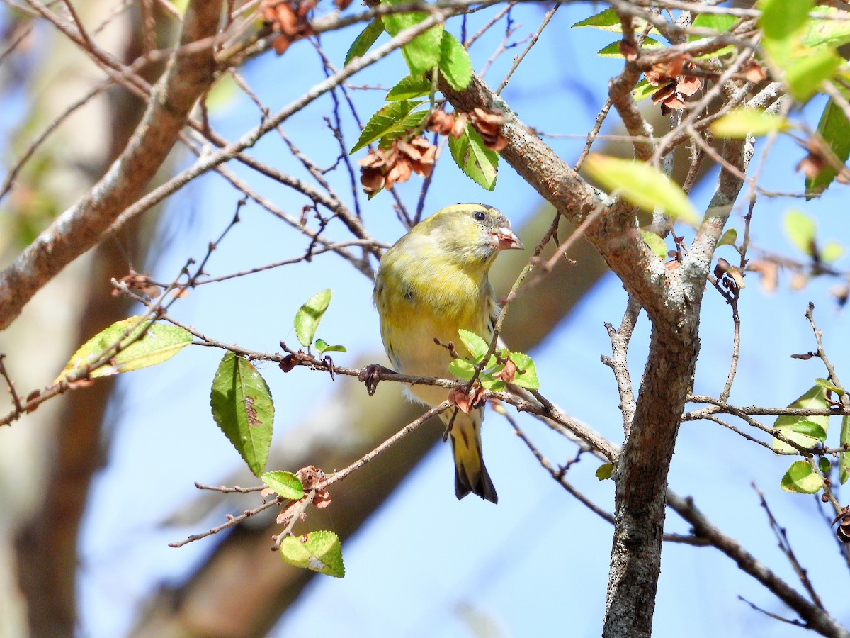 黃雀 - ML645485409