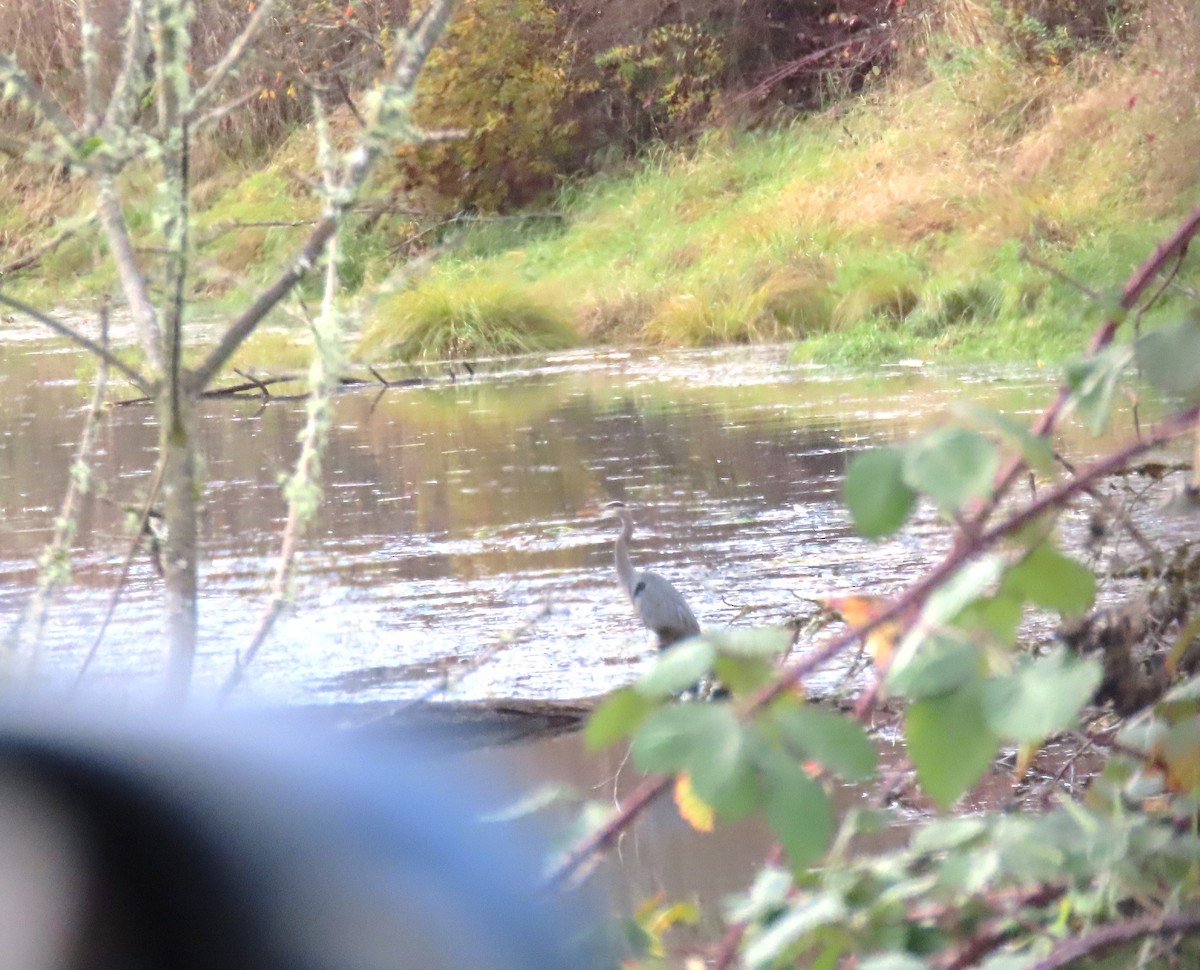 Grand Héron - ML645485414