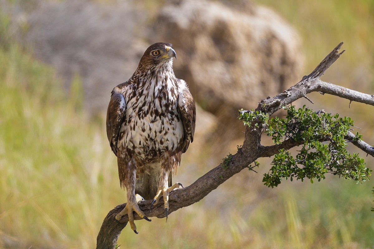 orel jestřábí - ML645485415