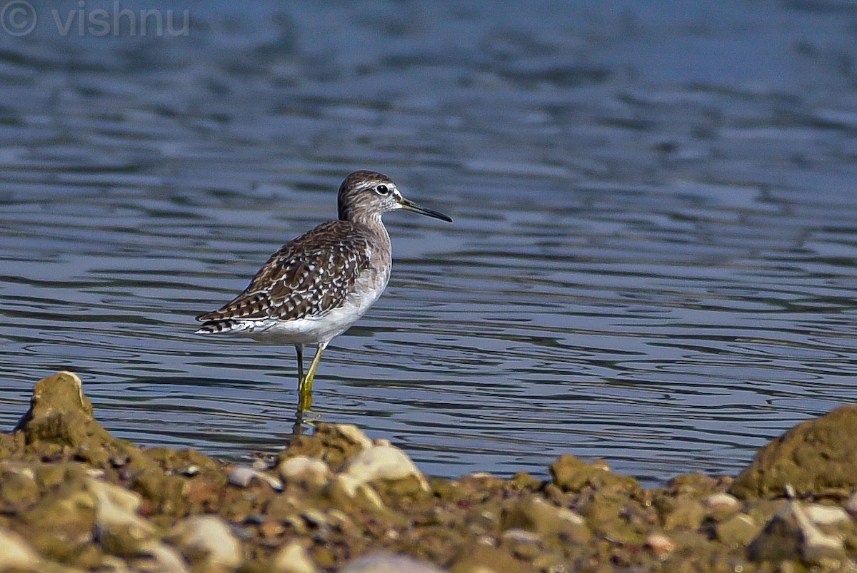 vodouš bahenní - ML645485422