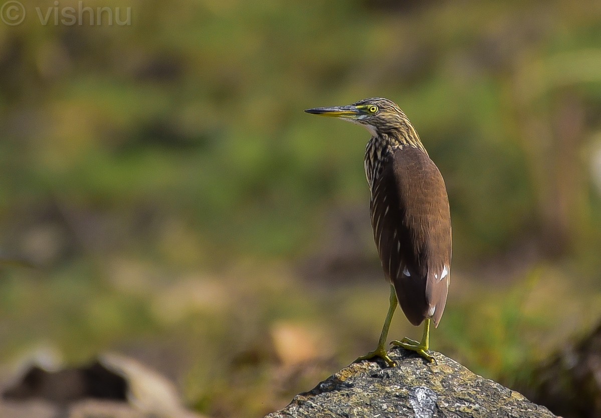 Indian Pond-Heron - ML645485441