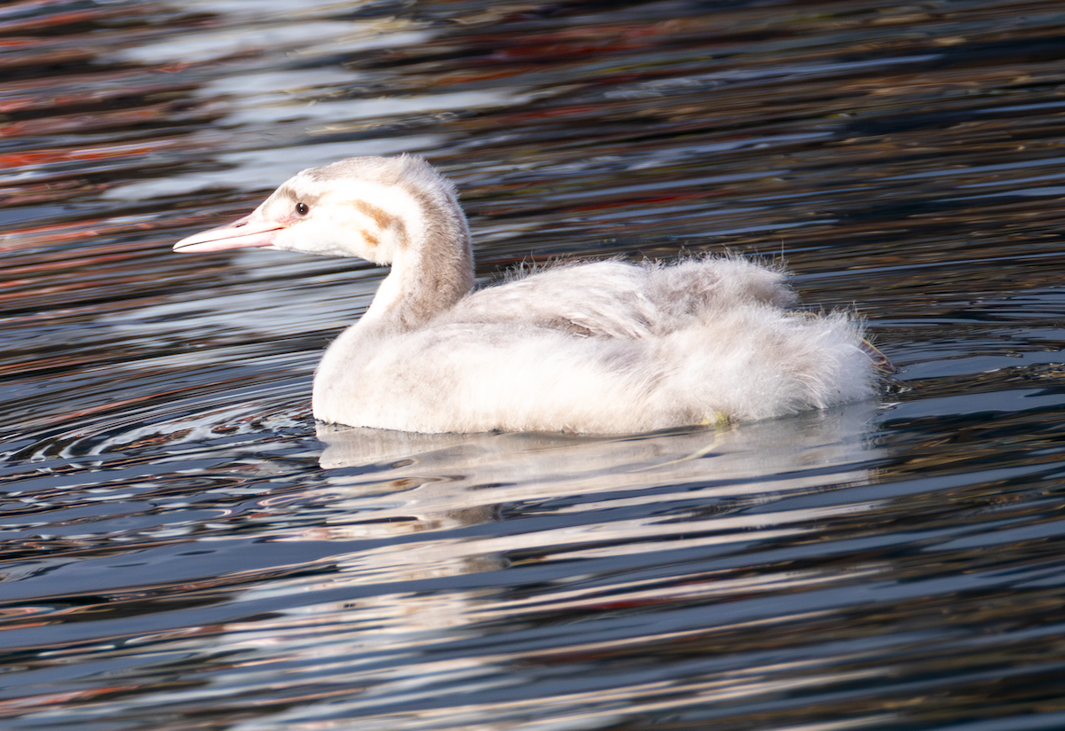 Great Crested Grebe - ML645485446