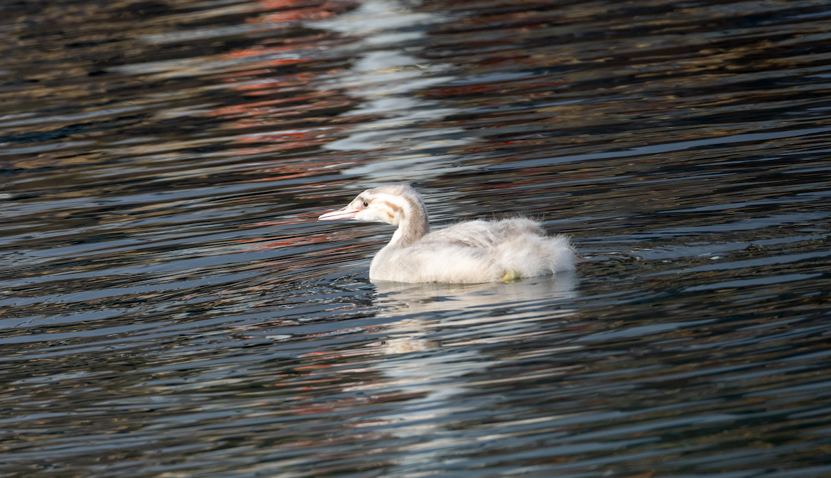 Great Crested Grebe - ML645485447