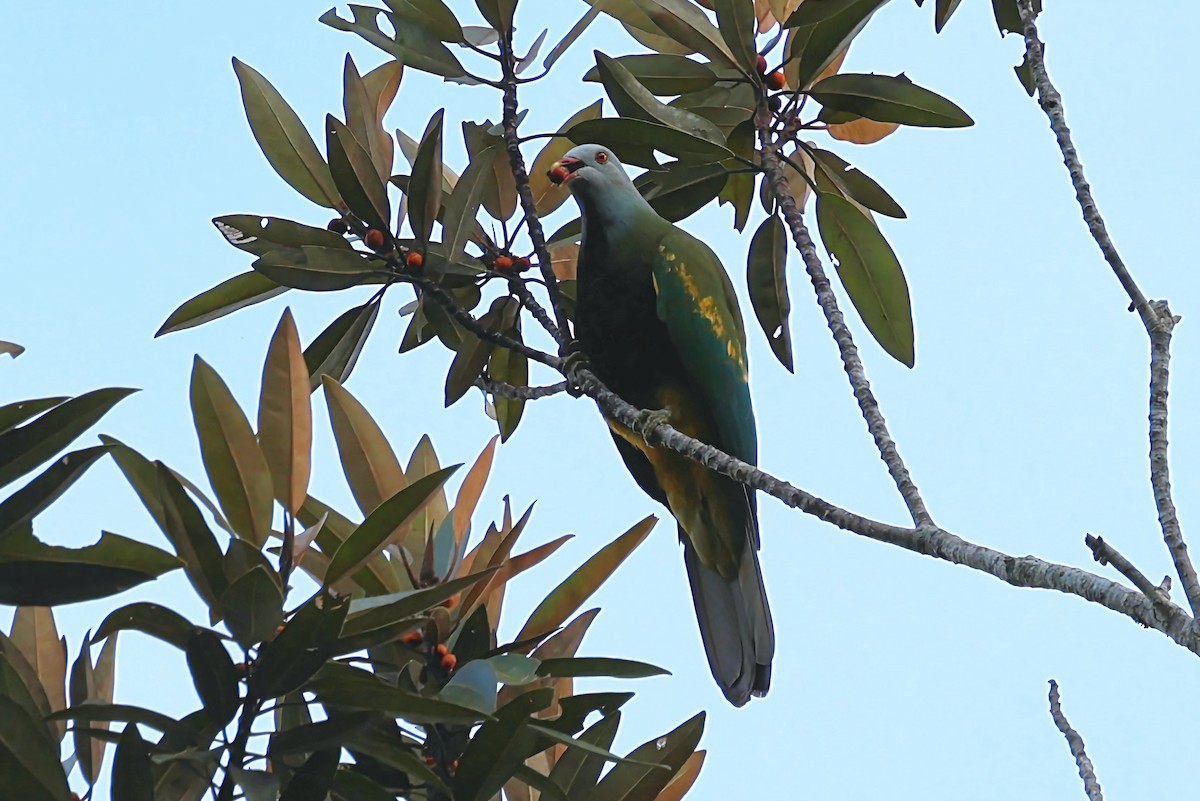 Wompoo Fruit-Dove - ML645485459
