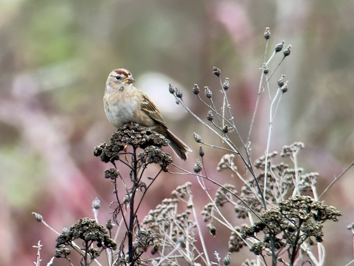 Porsuk Serçesi - ML645485493