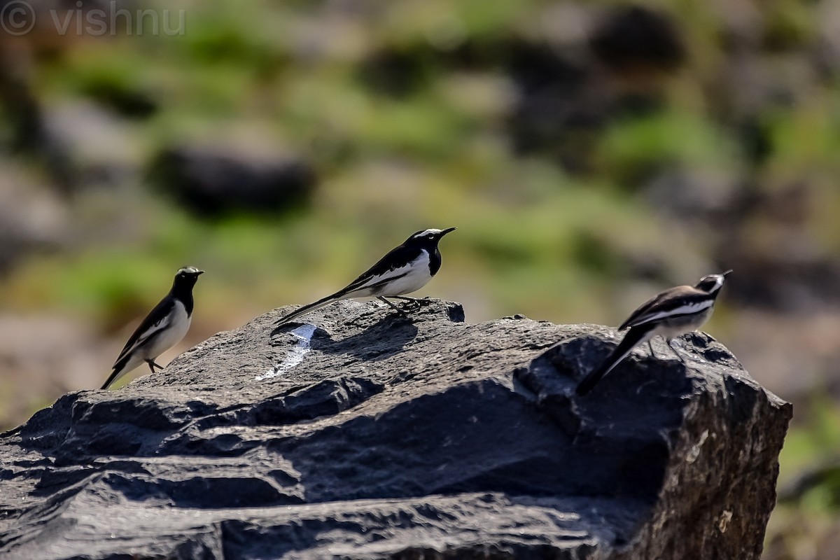 White-browed Wagtail - ML645485496