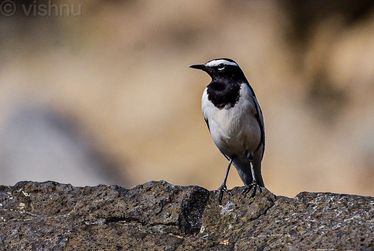 White-browed Wagtail - ML645485497