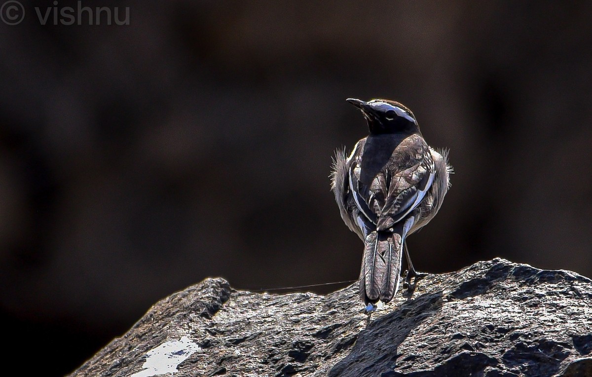 White-browed Wagtail - ML645485498