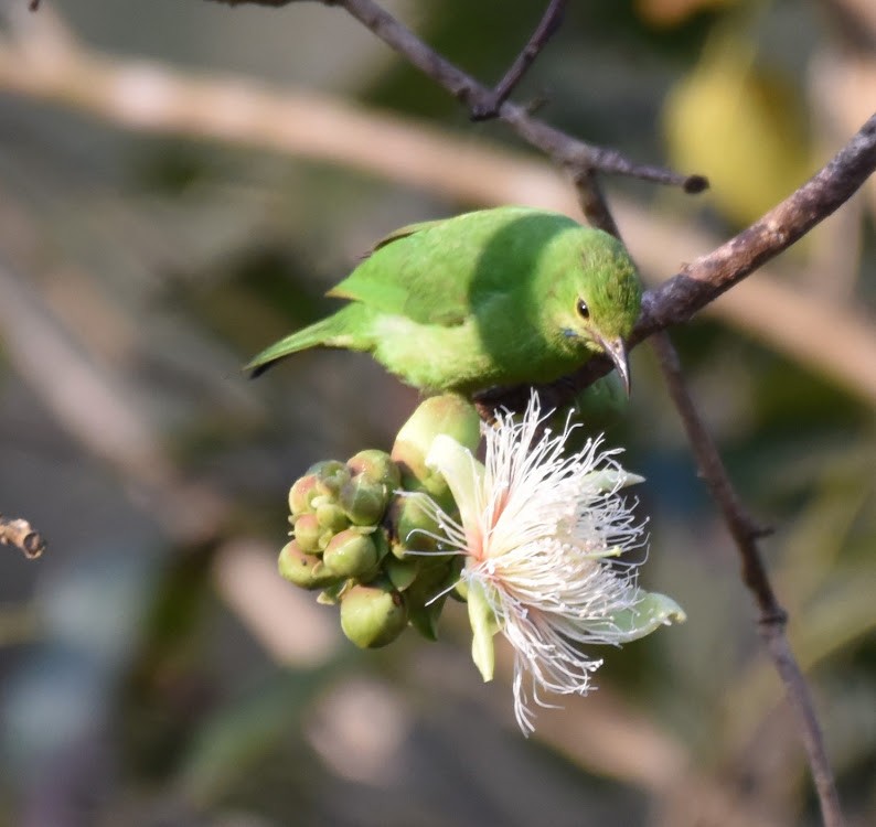 Golden-fronted Leafbird - ML645485508