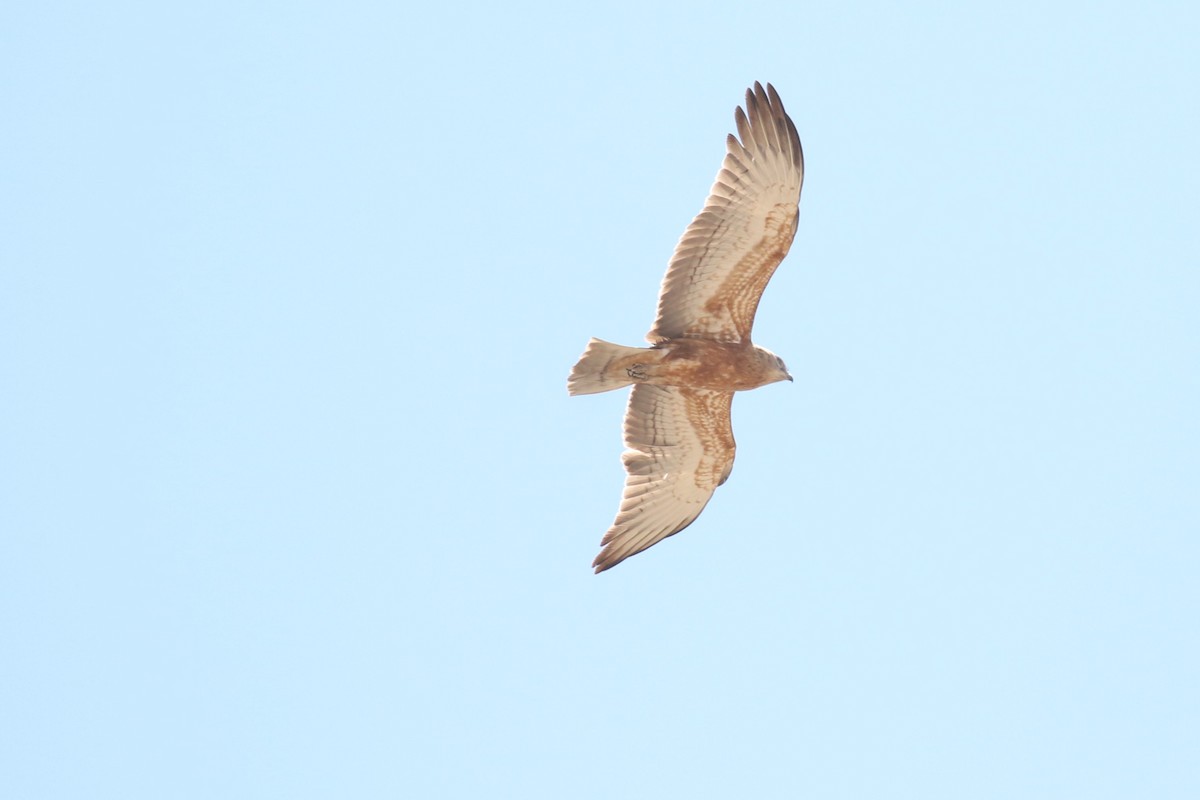 Black-chested Snake-Eagle - ML645485513