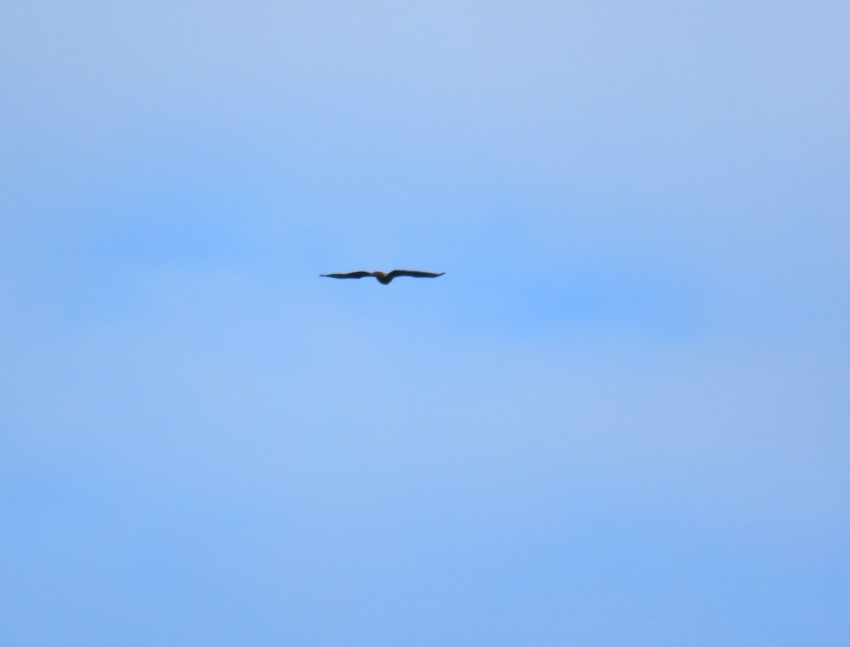 Bald Eagle - ML645485518