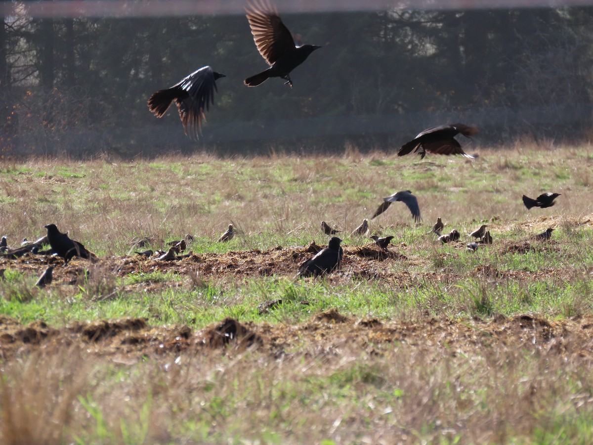 American Crow - ML645485528