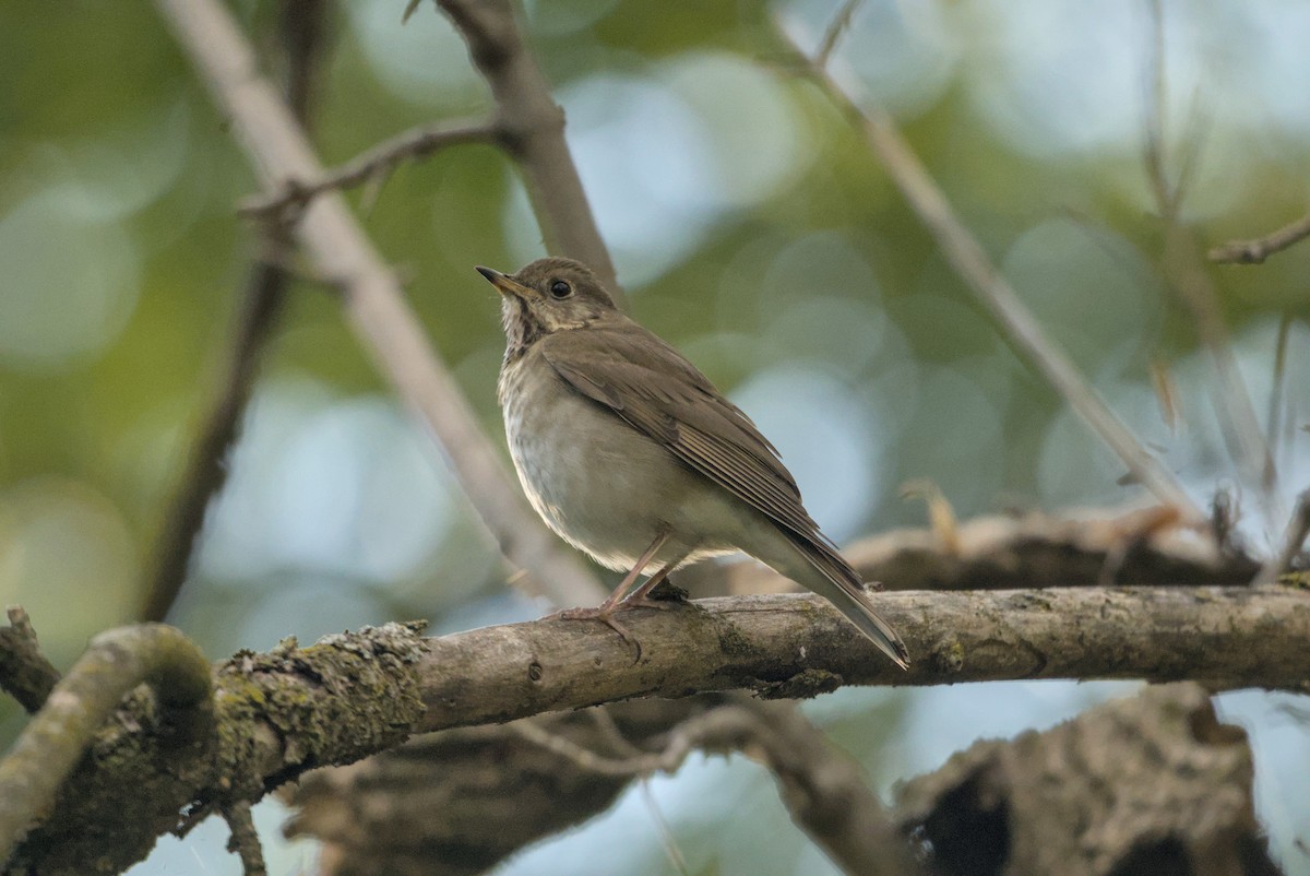 gråkinnskogtrost - ML645485530