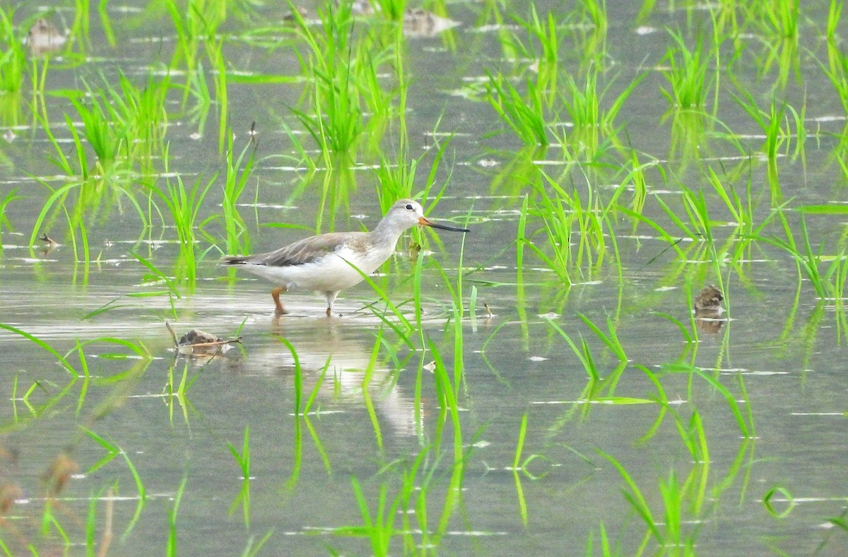 Terek Sandpiper - ML645485532