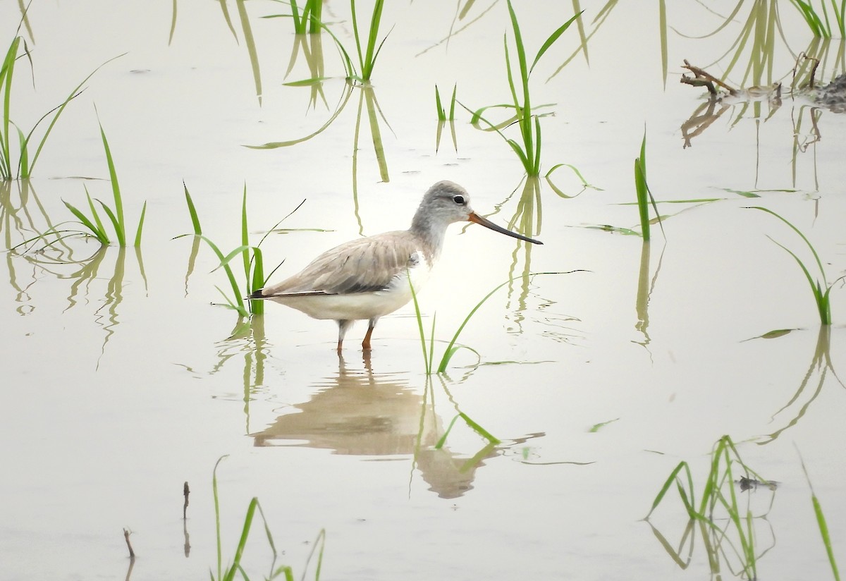 Terek Sandpiper - ML645485533