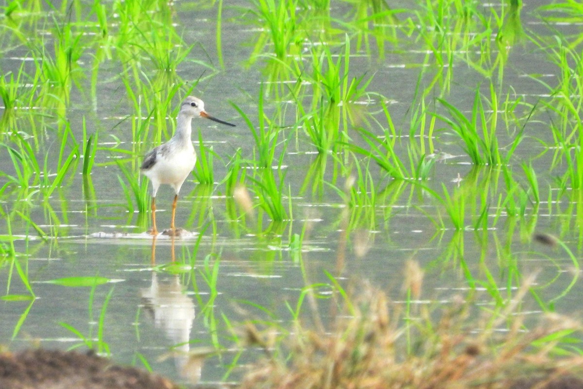 Terek Sandpiper - ML645485534