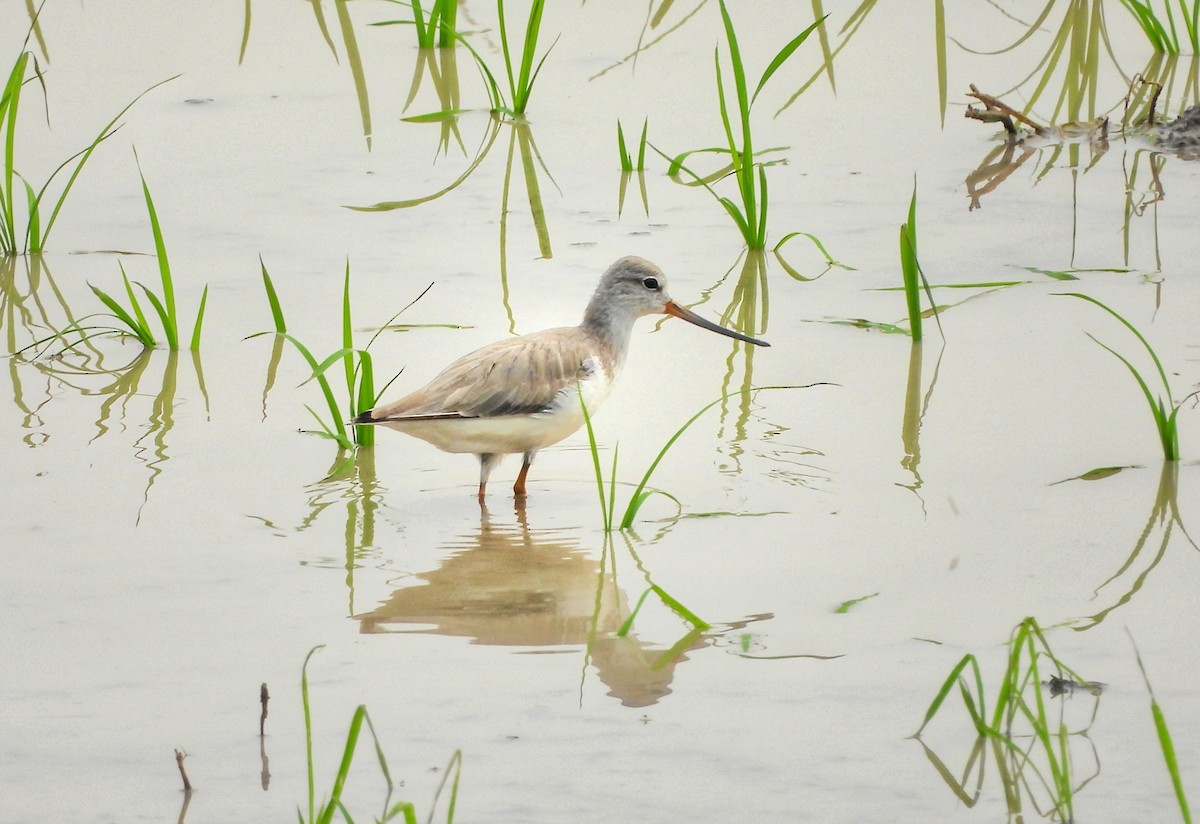 Terek Sandpiper - ML645485535