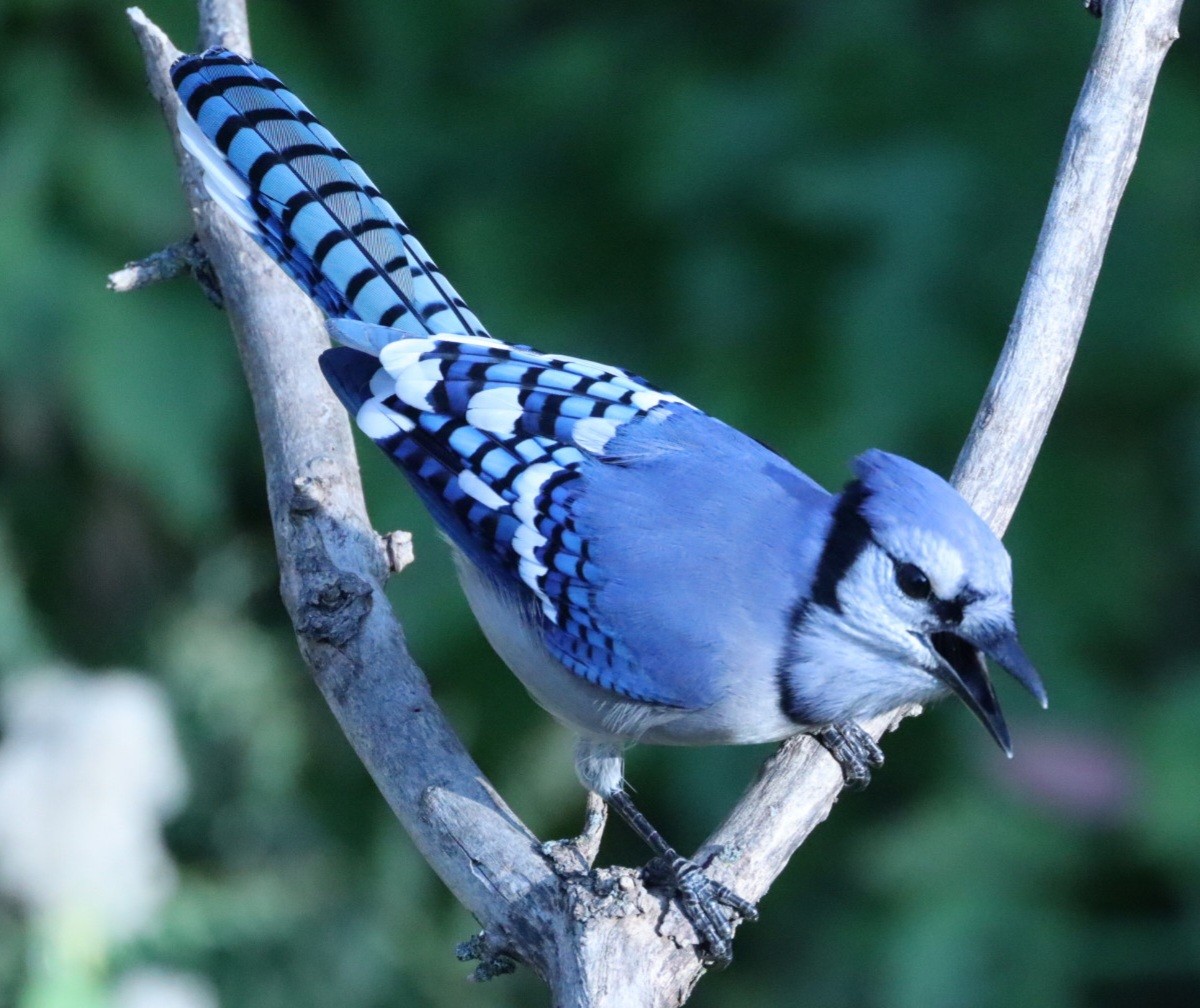 Сизойка блакитна - ML645485537