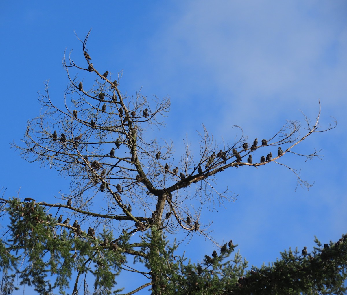 Estornino Pinto - ML645485538