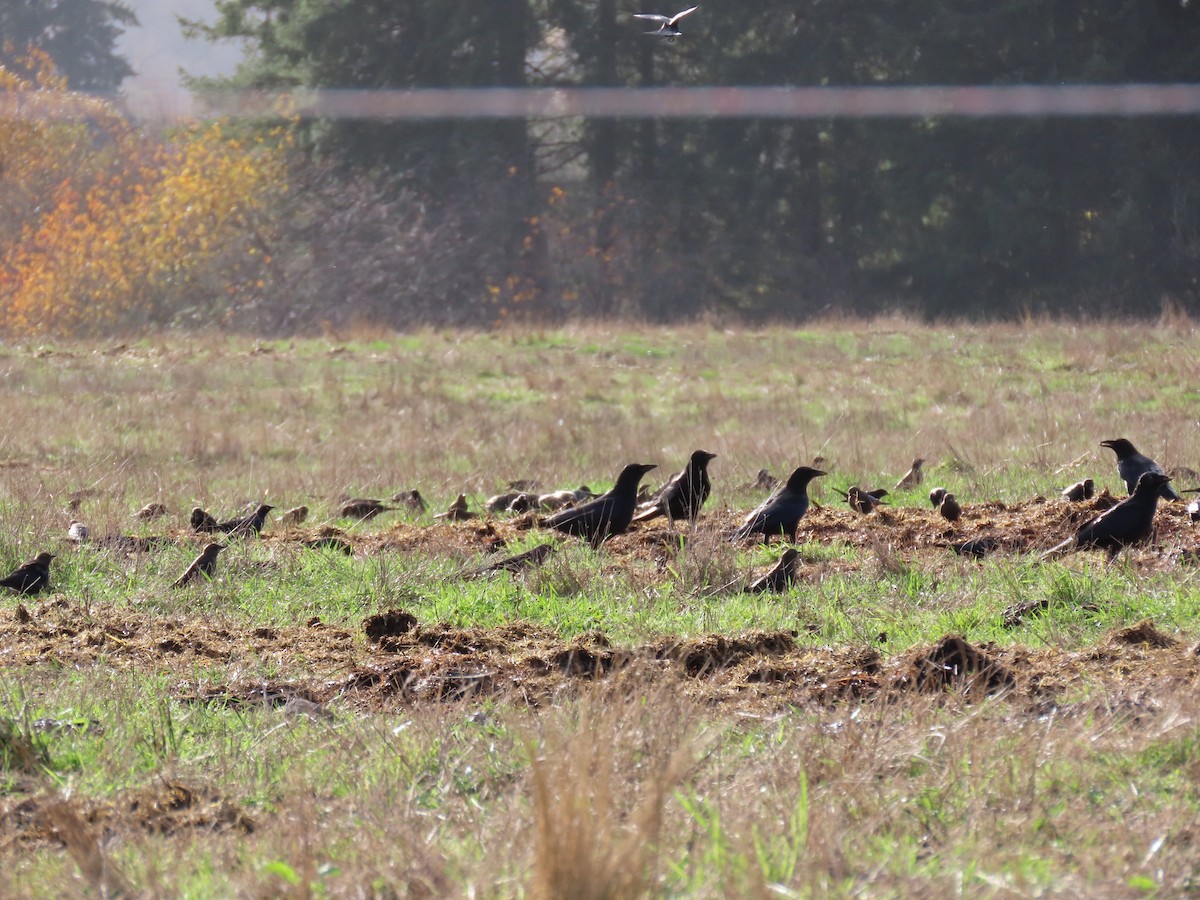 Brewer Karatavuğu - ML645485542