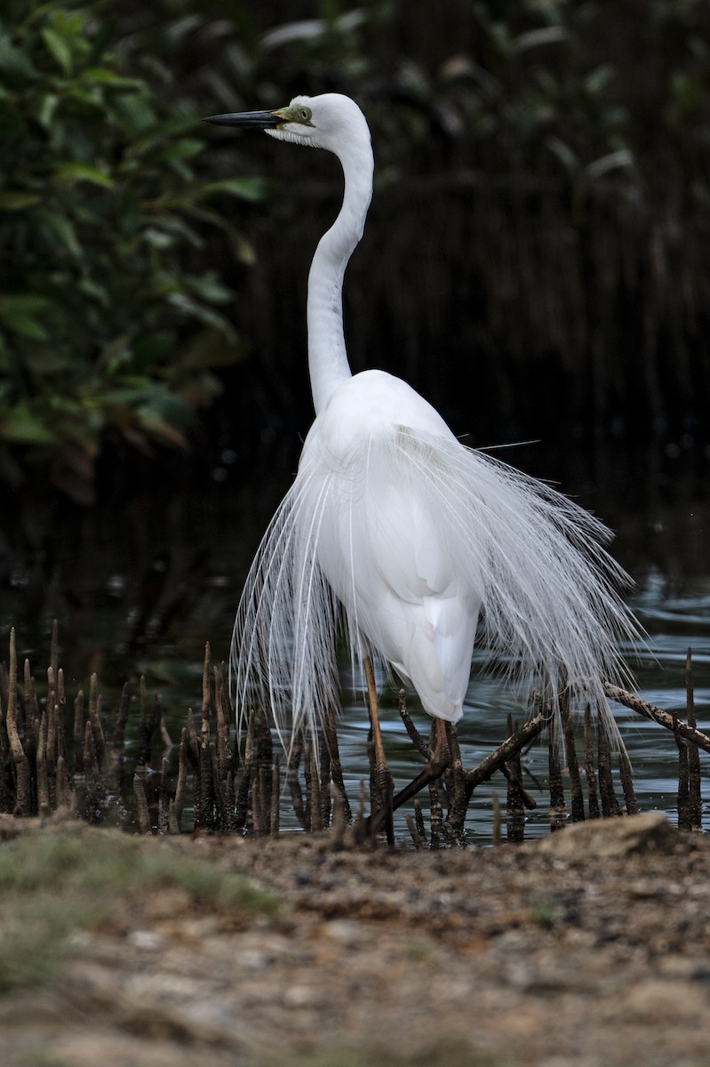 Garceta Grande (australiana) - ML645485544