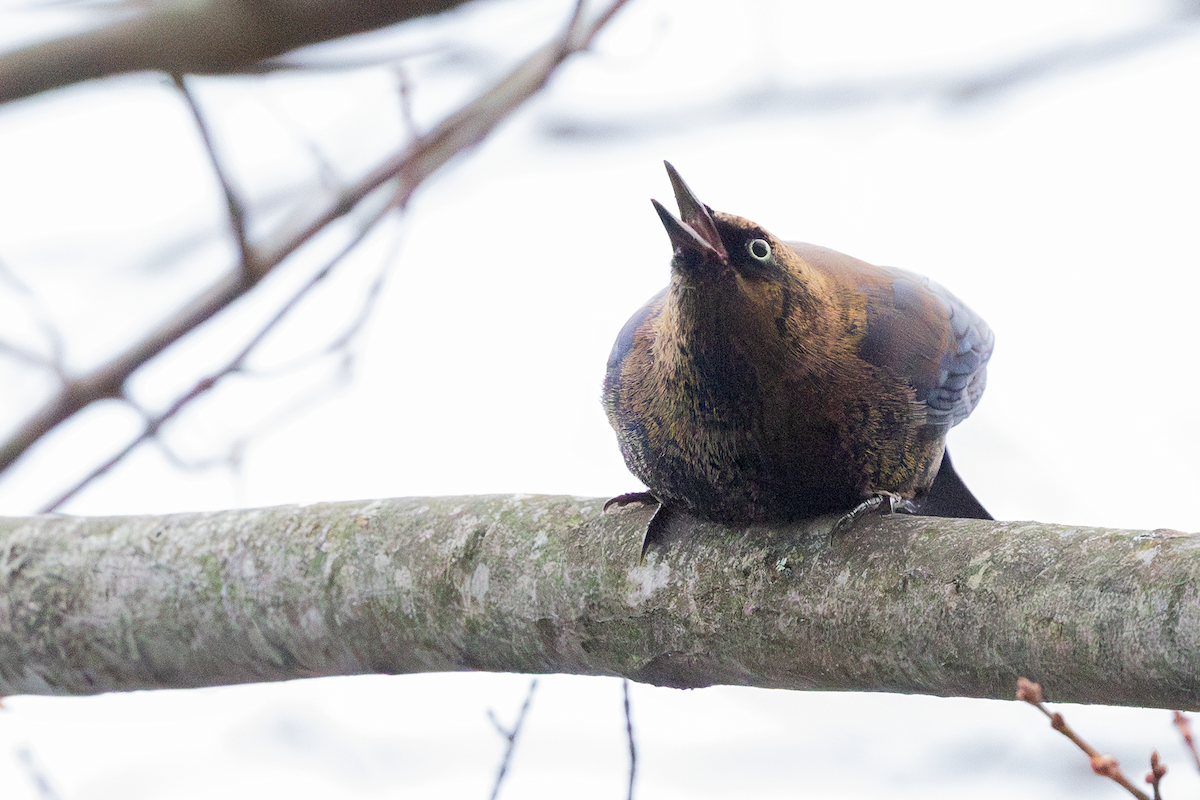 Rusty Blackbird - ML645485545