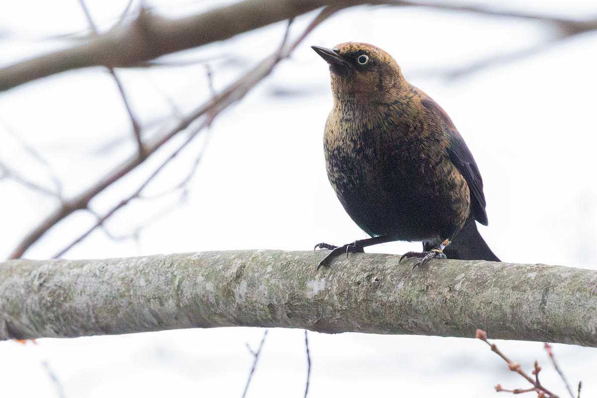 Rusty Blackbird - ML645485546