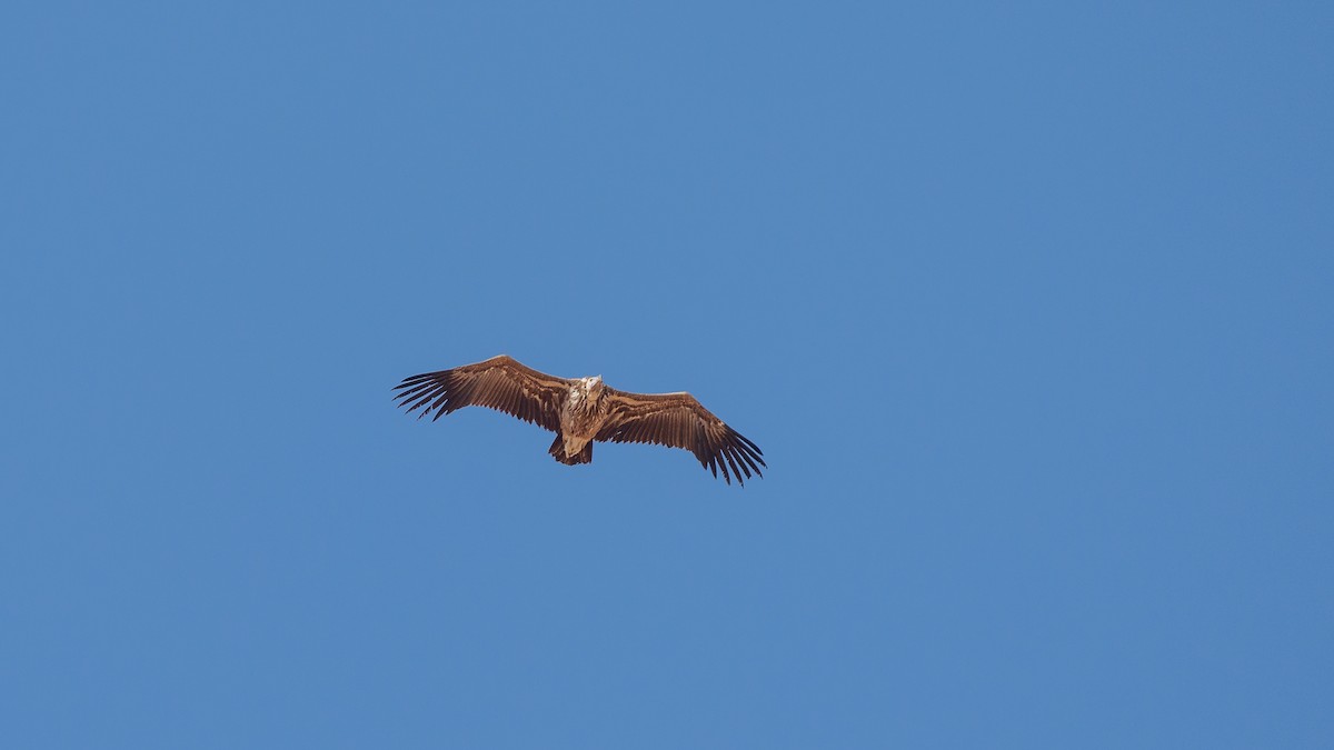 Lappet-faced Vulture - ML645485550
