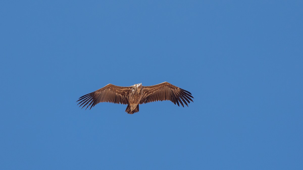 Lappet-faced Vulture - ML645485554