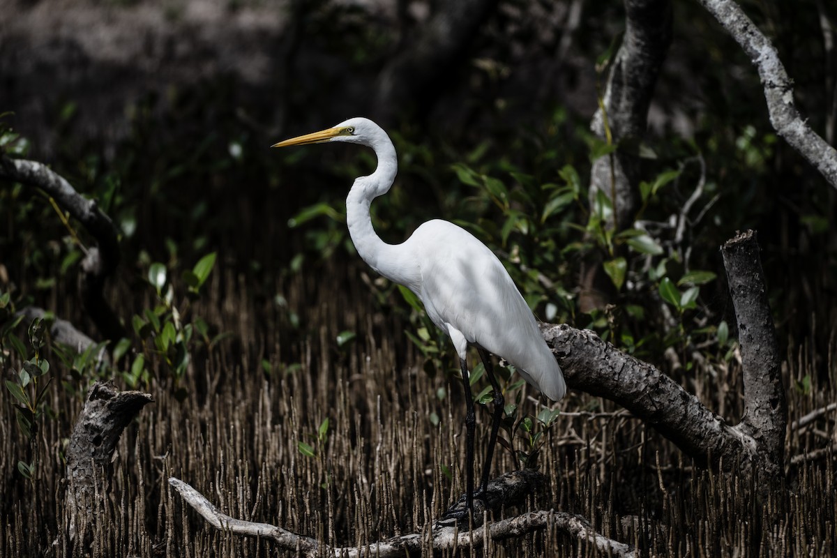 Garceta Grande (australiana) - ML645485556