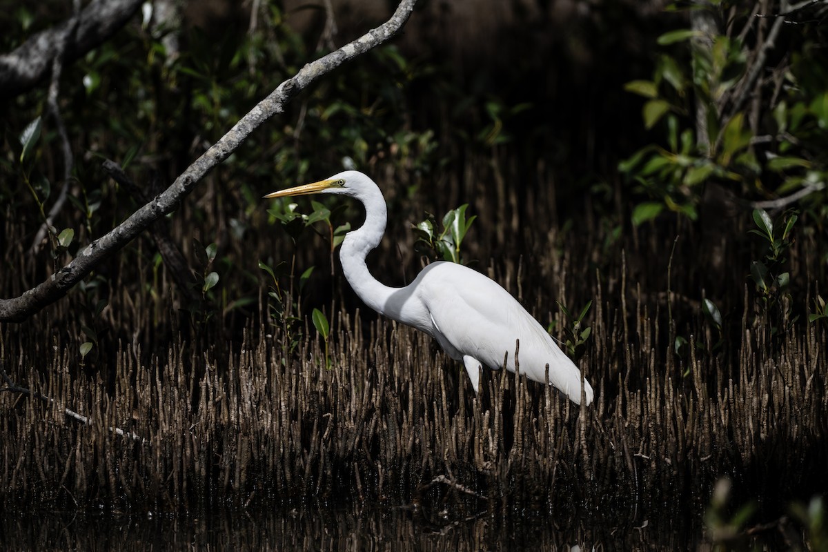 Garceta Grande (australiana) - ML645485557