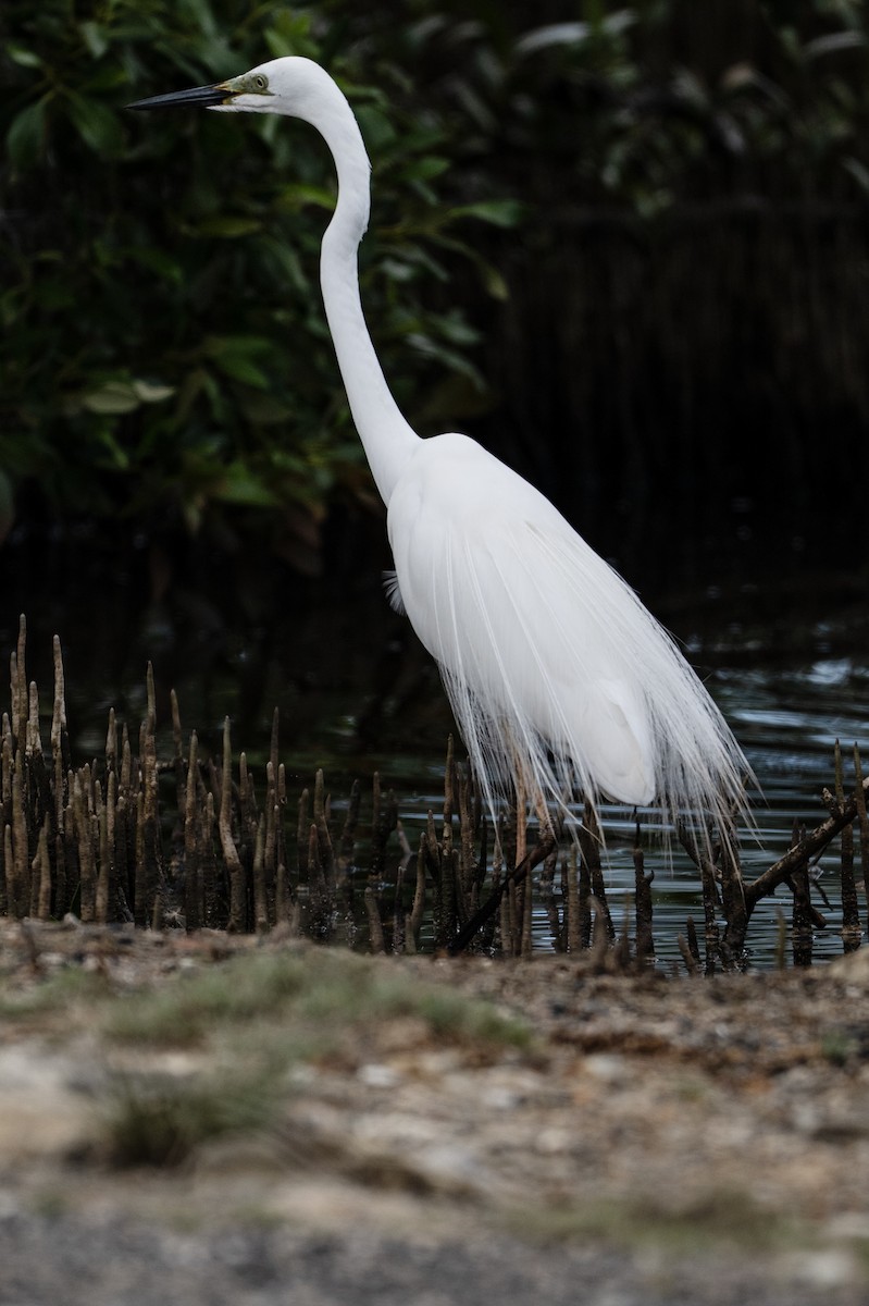 Garceta Grande (australiana) - ML645485560