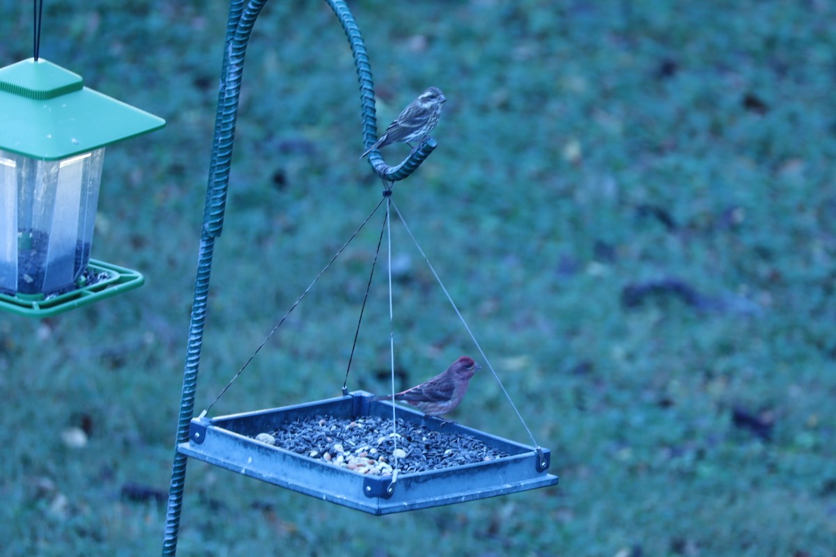 Purpurgimpel - ML645485561