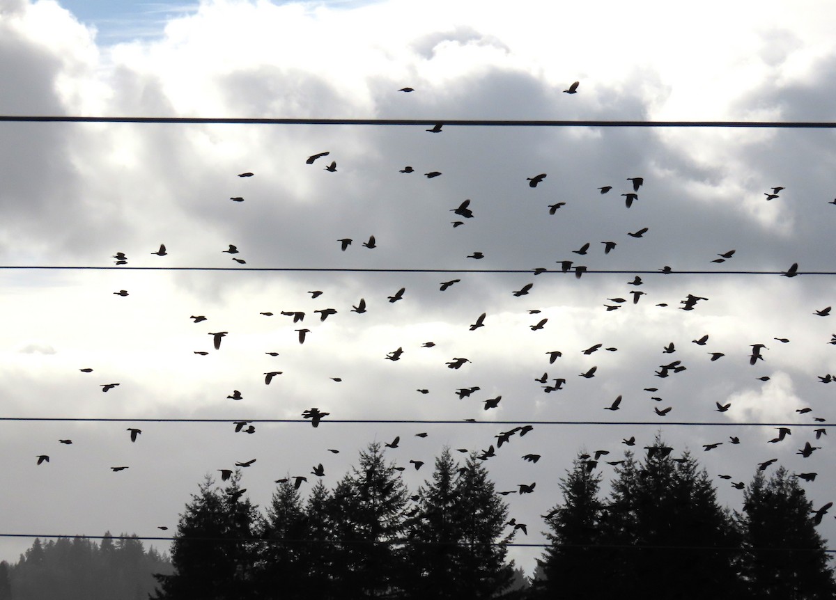 Brewer Karatavuğu - ML645485562