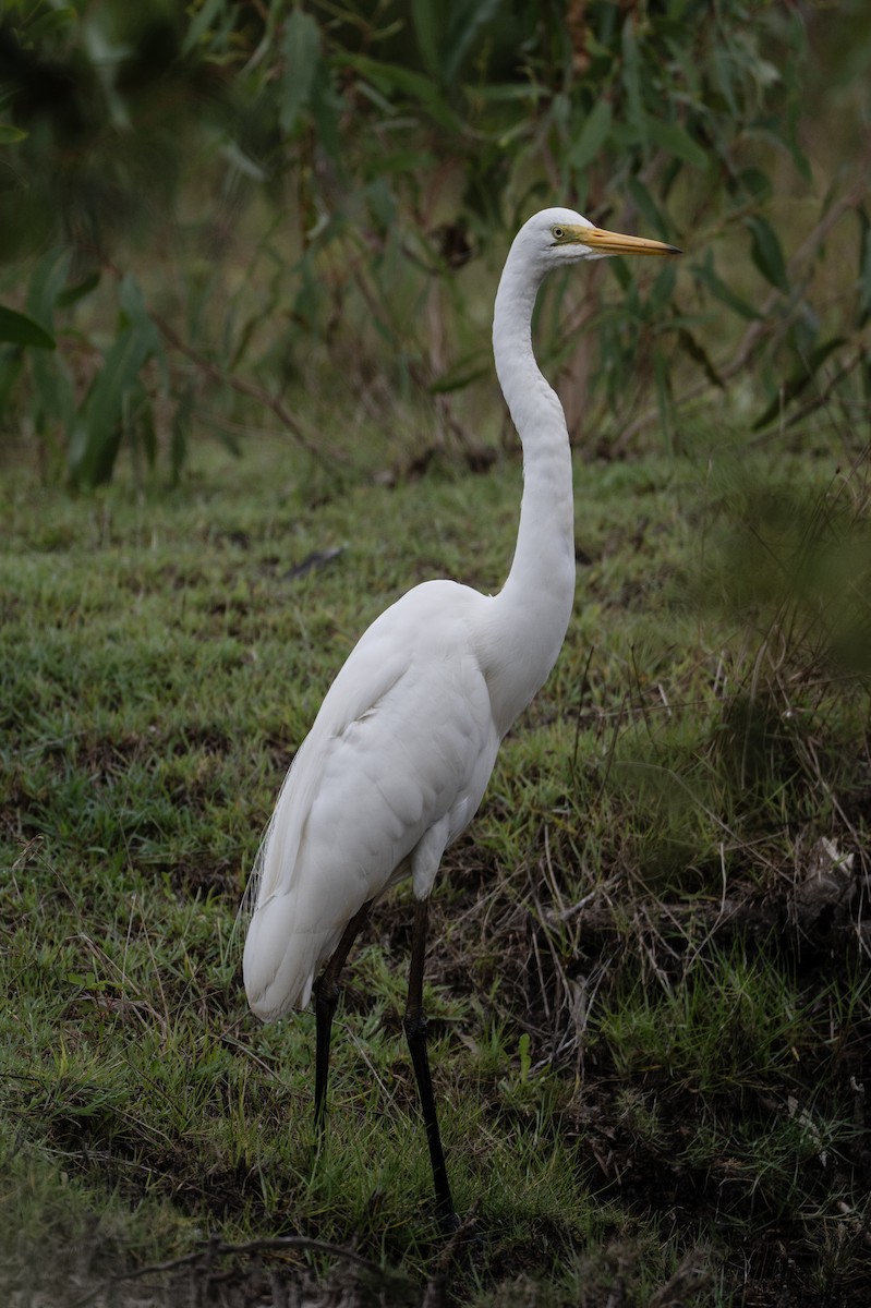 Garceta Grande (australiana) - ML645485564