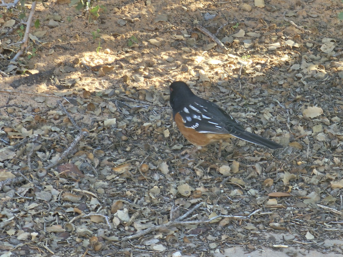 Spotted Towhee - ML645485567