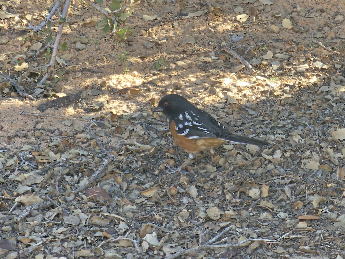 Spotted Towhee - ML645485568