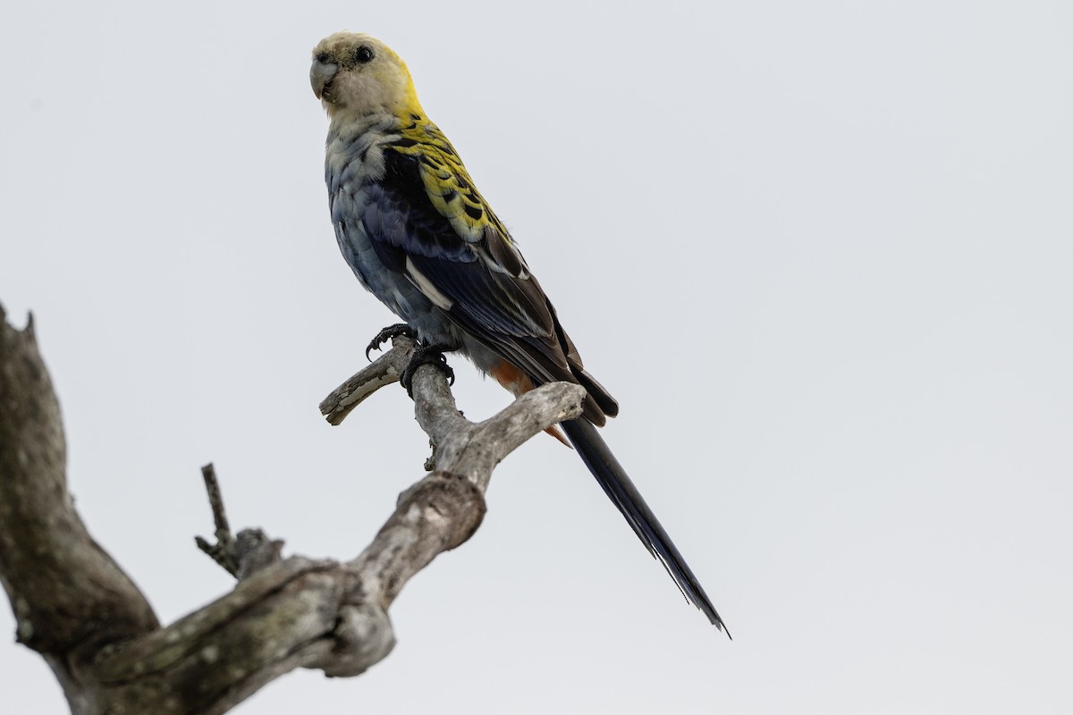 Solgun Rozella - ML645485570