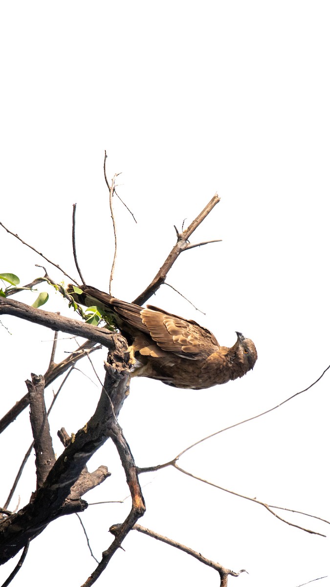 Oriental Honey-buzzard - ML645485571