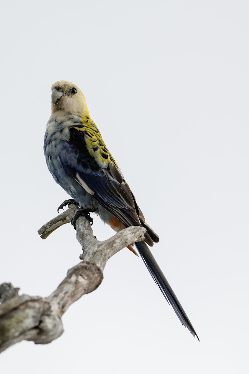 Solgun Rozella - ML645485572