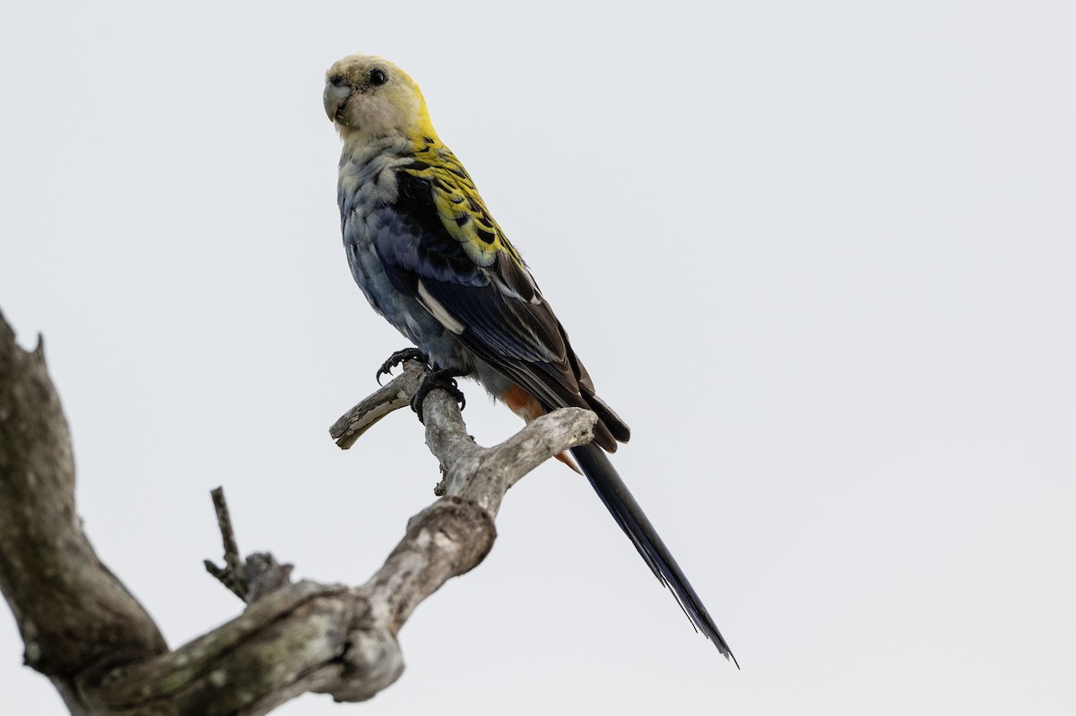 Бледноголовая розелла - ML645485576