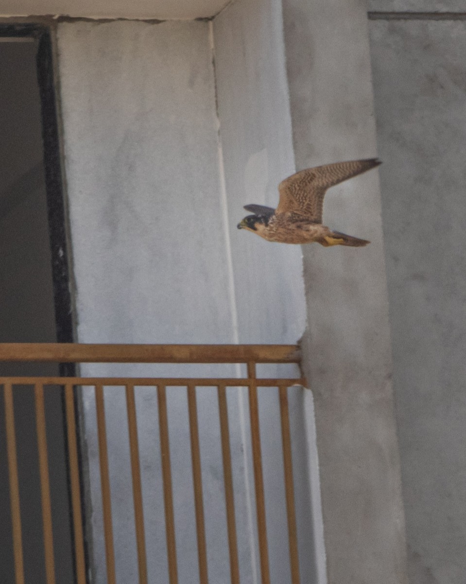 Peregrine Falcon (Shaheen) - ML645485577