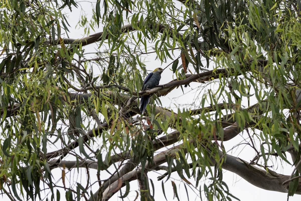 Solgun Rozella - ML645485592