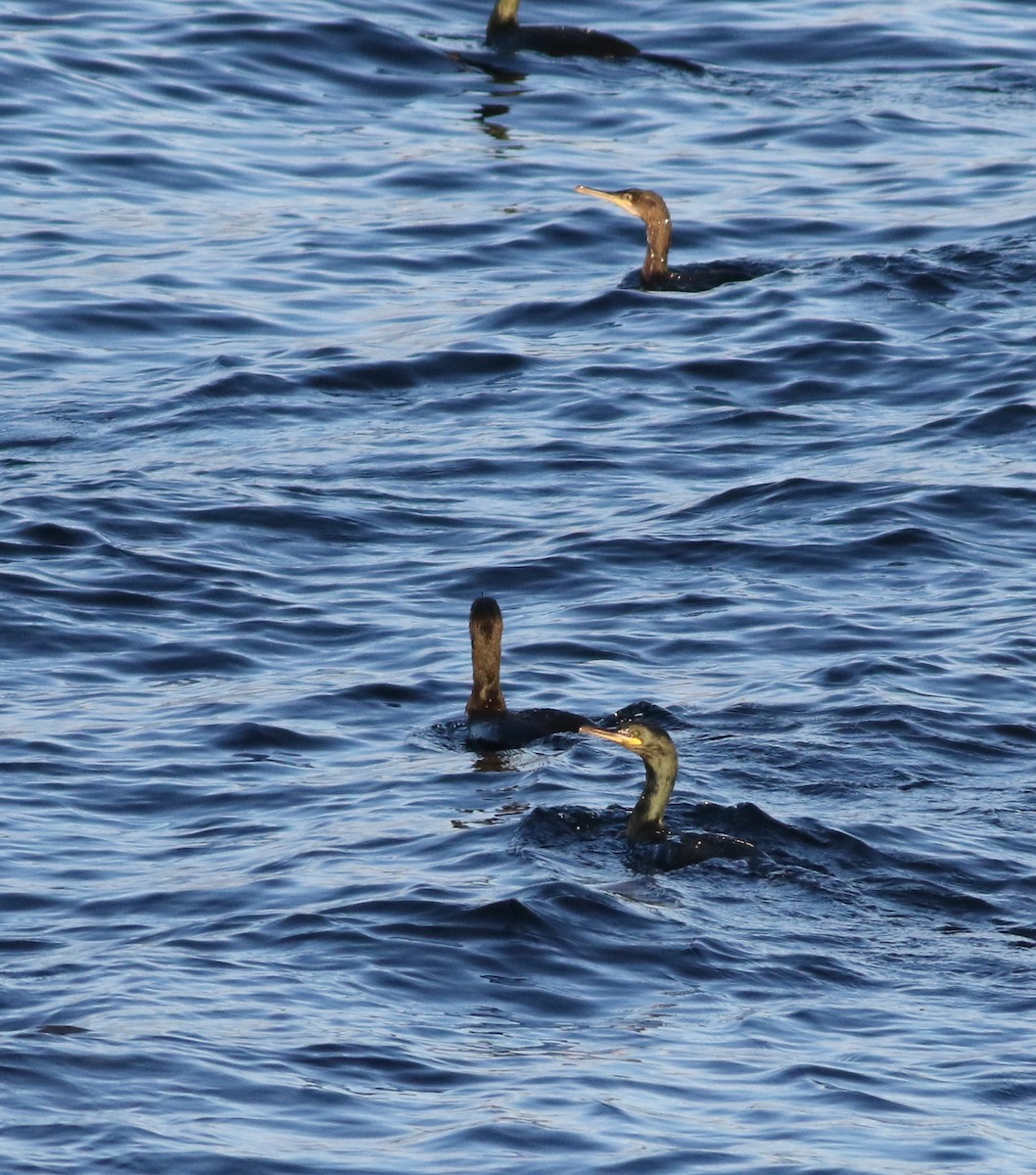 Хохлатый баклан - ML645485596