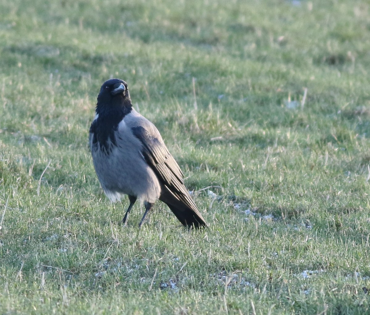 Серая ворона - ML645485598